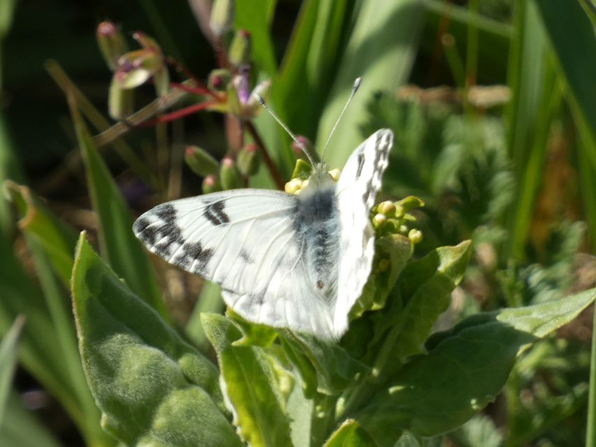 Pontia edusa - rezedalepke