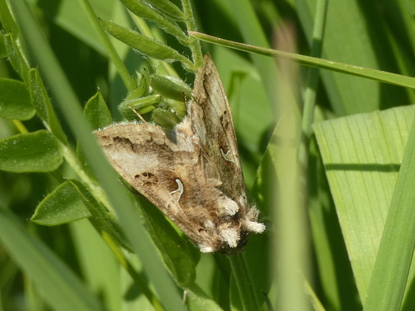 Autographa gamma - gammalepke
