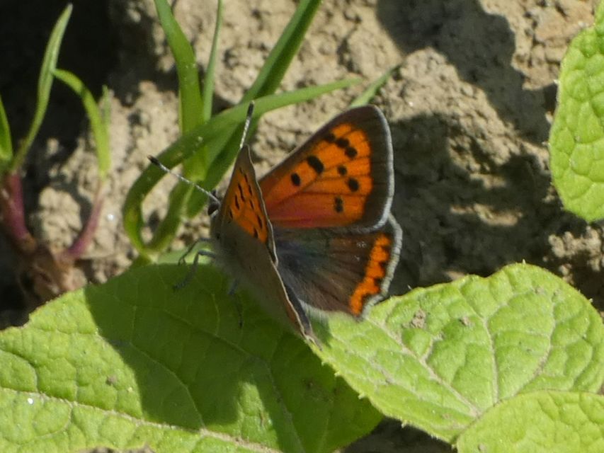 Lycaena phlaeas - közönséges tűzlepke