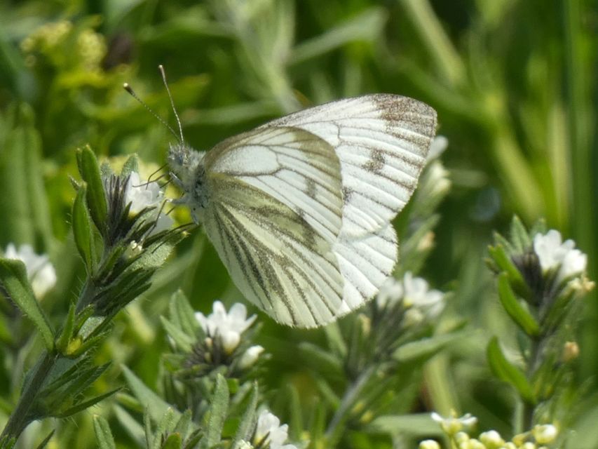 Pieris napi - repcelepke
