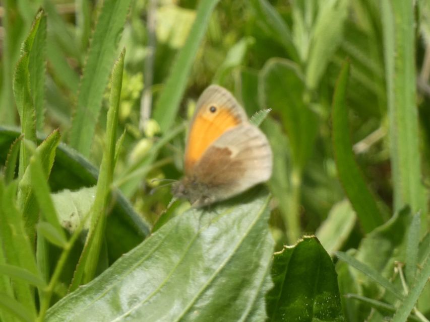 Coenonympha pamphilus - kis szénalepke
