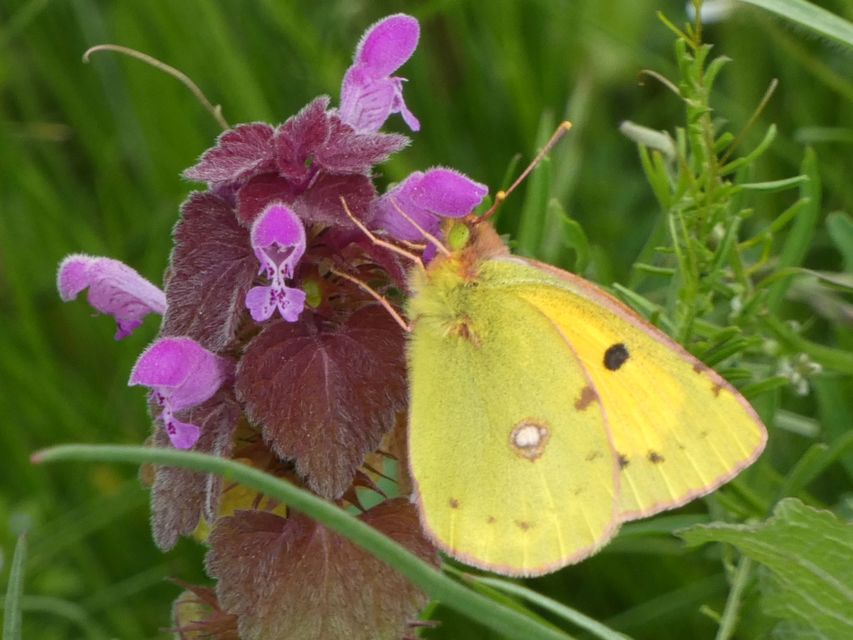 Colias croceus - sáfránylepke