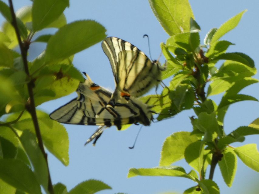 Iphiclides podalirius - kardoslepke