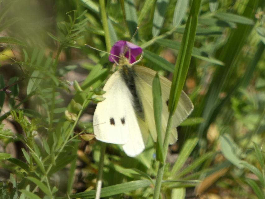 Pieris rapae - répalepke