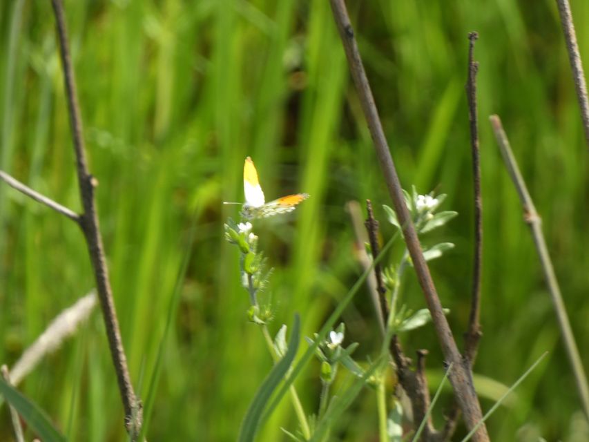 Anthocharis cardamines - hajnalpírlepke