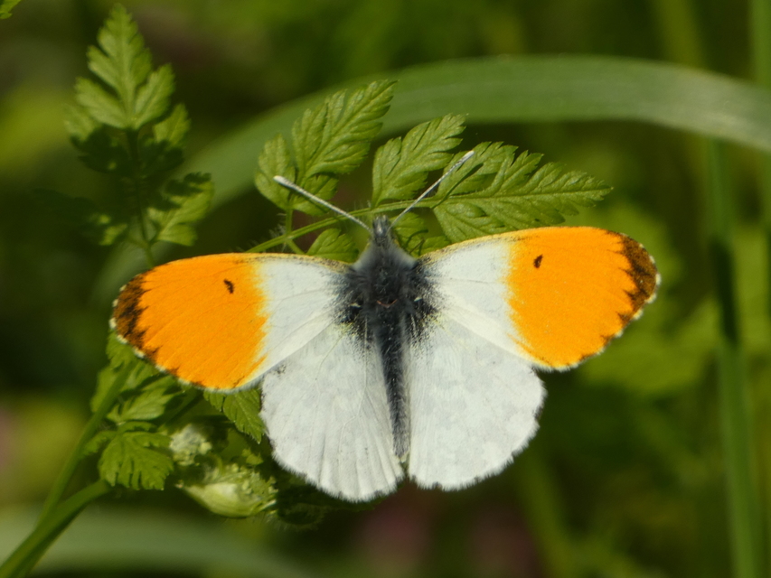 Anthocharis cardamines - hajnalpírlepke