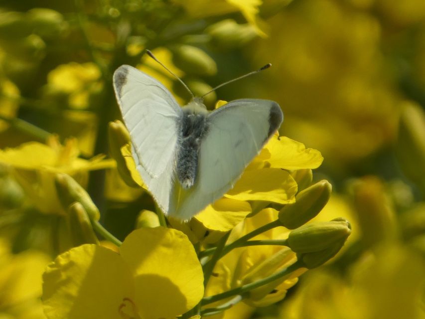 Pieris rapae - répalepke