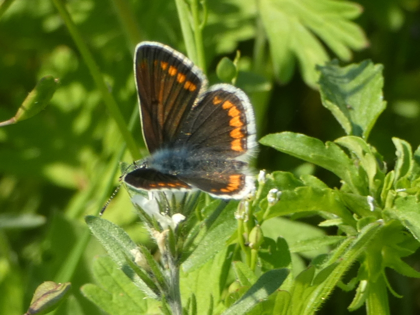 Aricia agestis - szerecsenboglárka