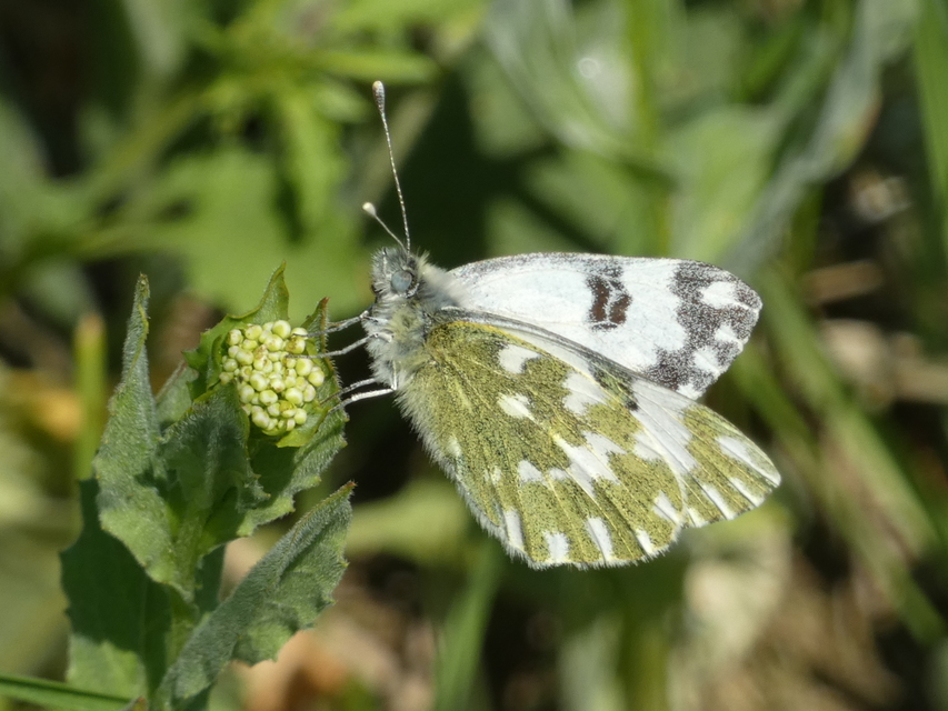Pontia edusa - rezedalepke