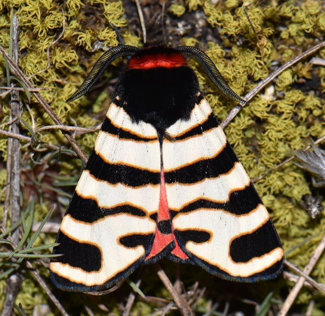 Arctia festiva - díszes medvelepke