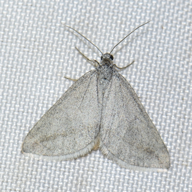 Lithostege griseata - szürke araszoló