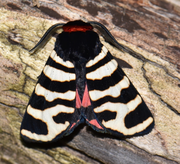 Arctia festiva - díszes medvelepke
