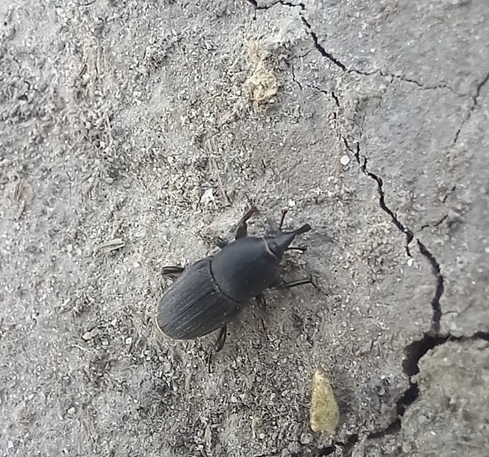 Sphenophorus