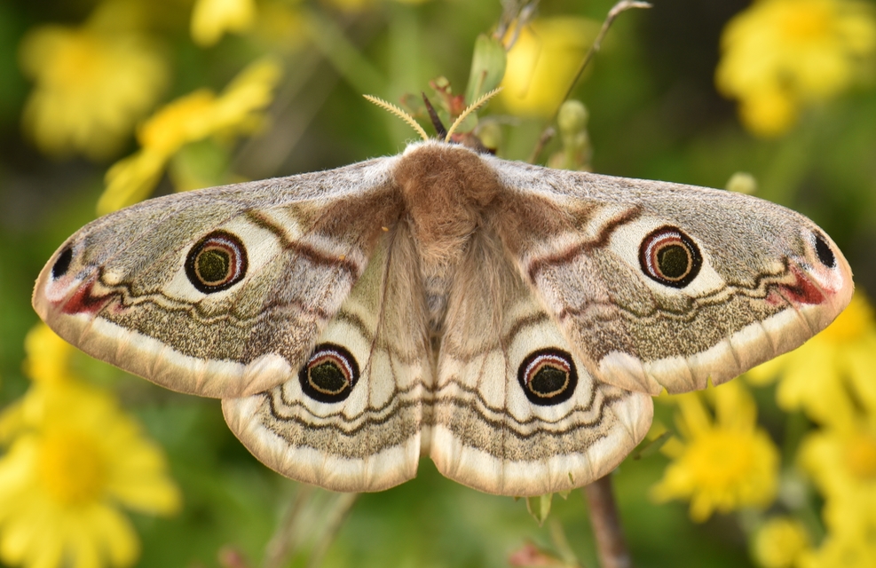 Saturnia pavoniella/pavonia
