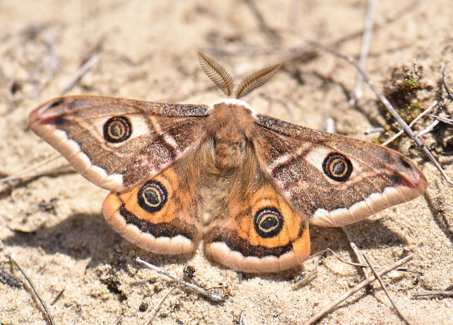 Saturnia pavoniella/pavonia