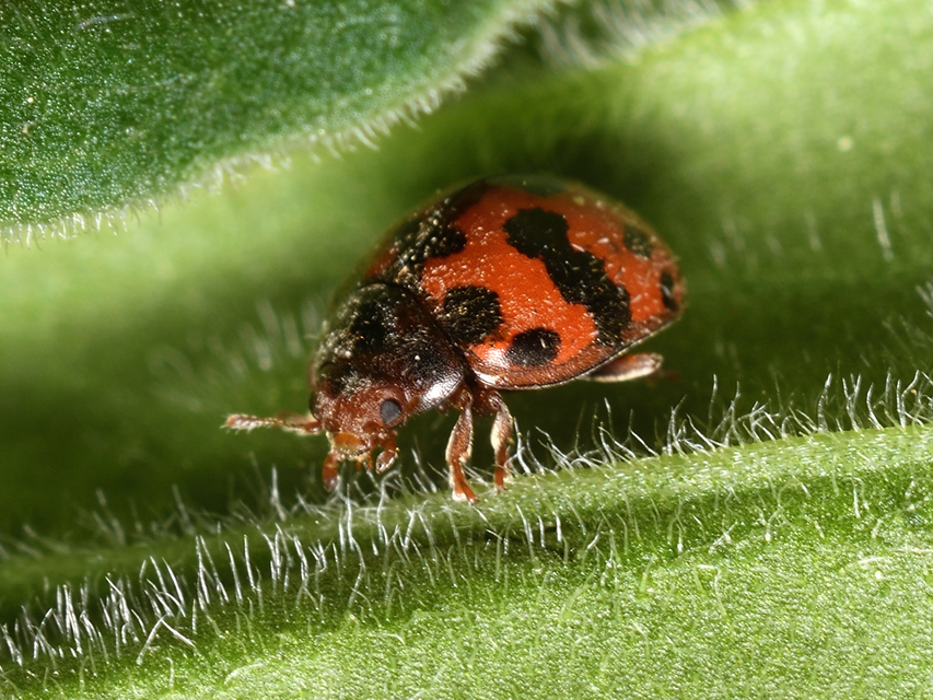 Subcoccinella vigintiquatuorpunctata - lucernaböde
