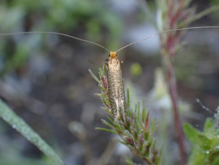 Nematopogon