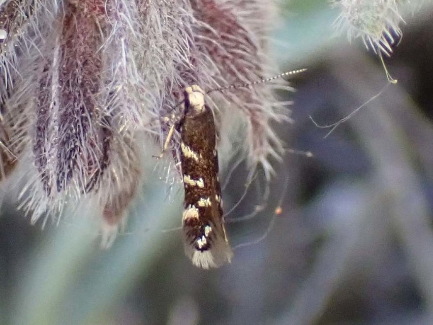 Oxypteryx superbella - ezüstpontos sarlósmoly