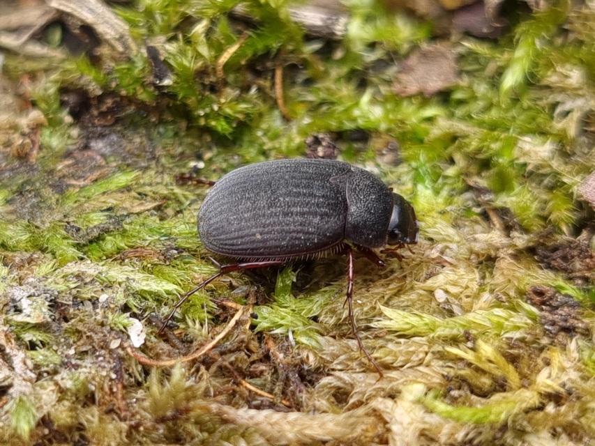Maladera holosericea - bársonyos kiscserebogár