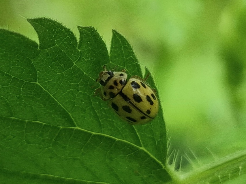 Propylea quatuordecimpunctata - tizennégypettyes füsskata