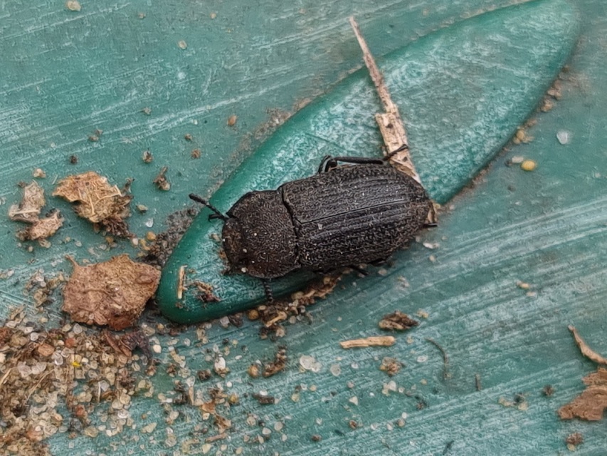 Gonocephalum granulatum pusillum