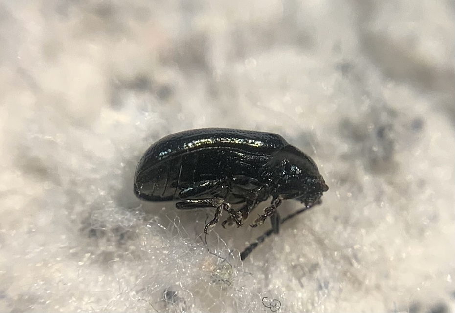 Phratora laticollis