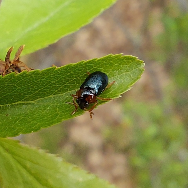 Smaragdina