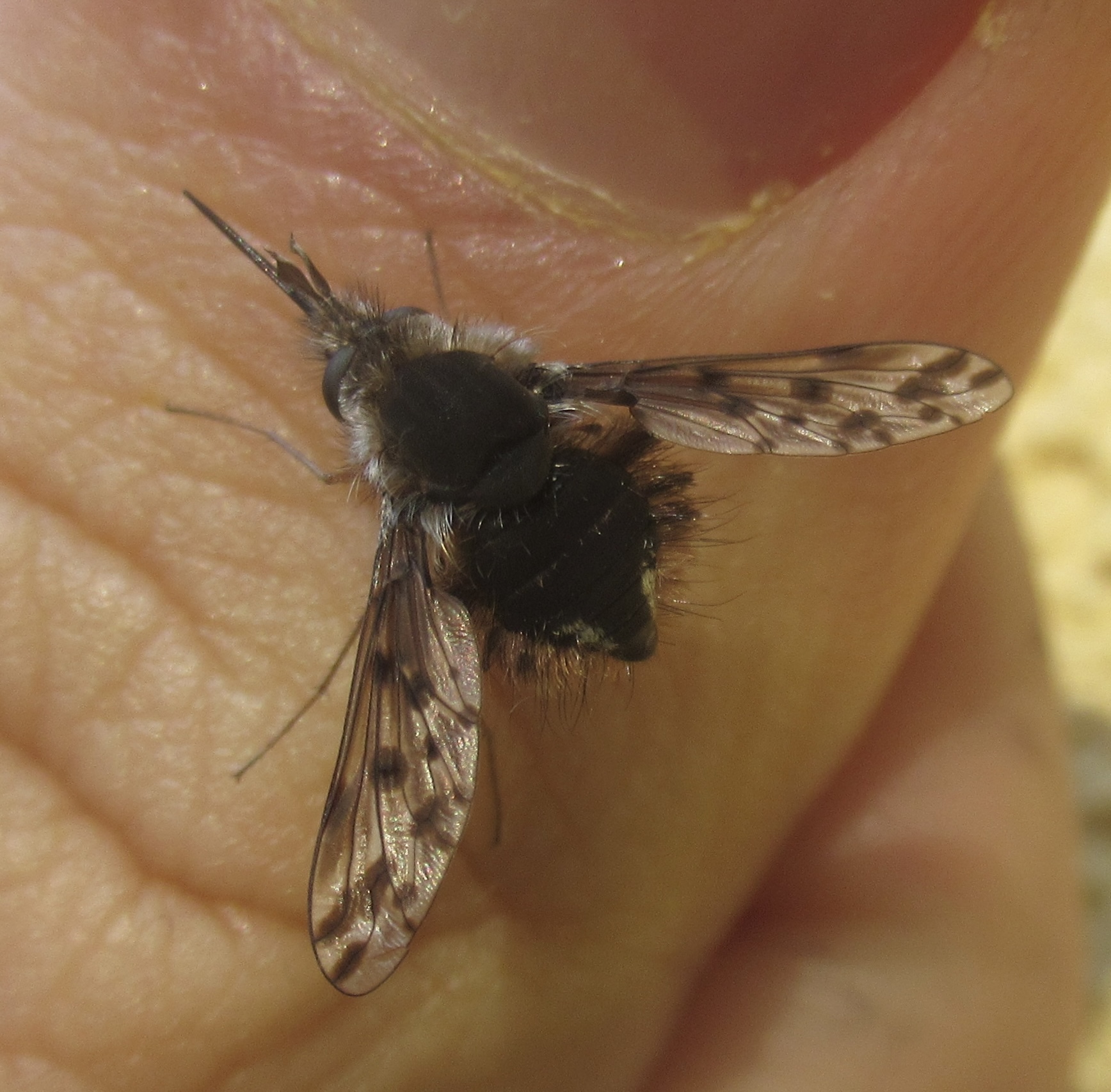 Triplasius pictus