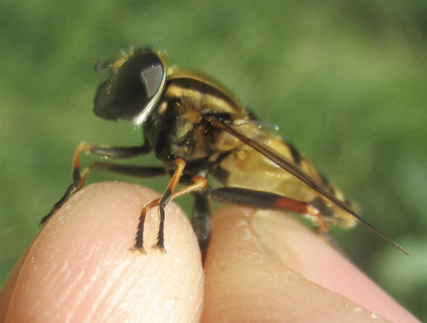 Helophilus pendulus - közönséges mocsárilégy