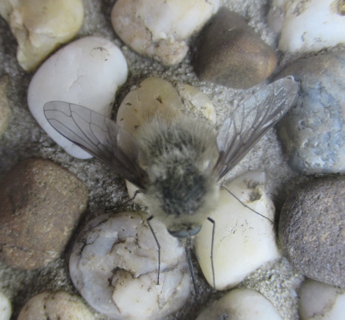 Bombylius cinerascens