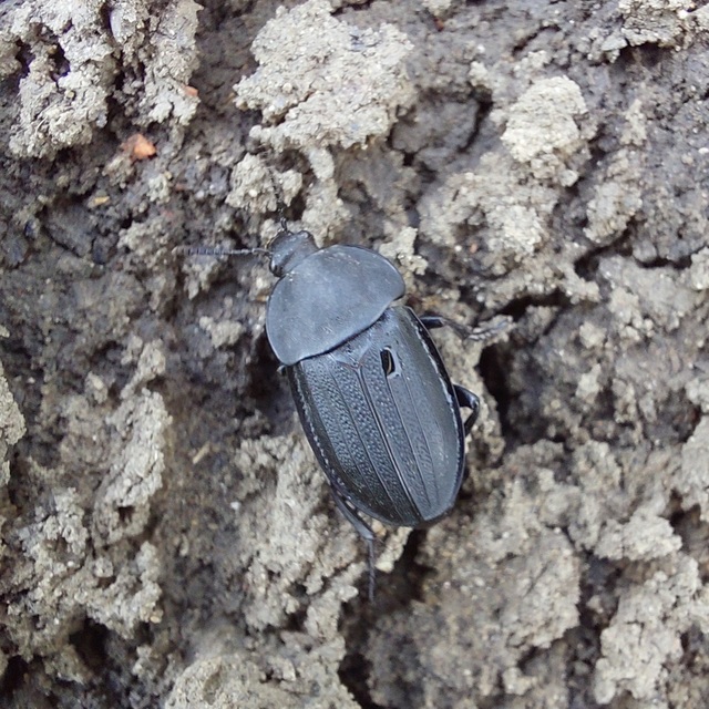 Silpha obscura - közönséges dögbogár