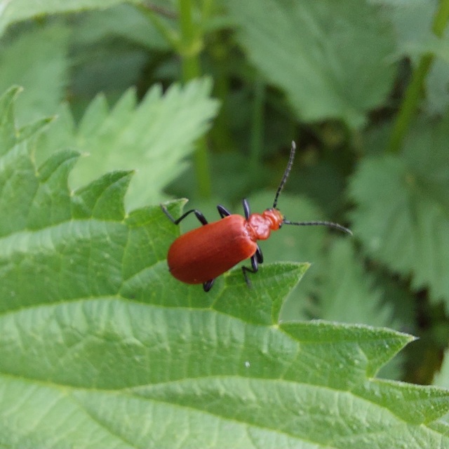 Pyrochroa serraticornis - közép-bíborbogár
