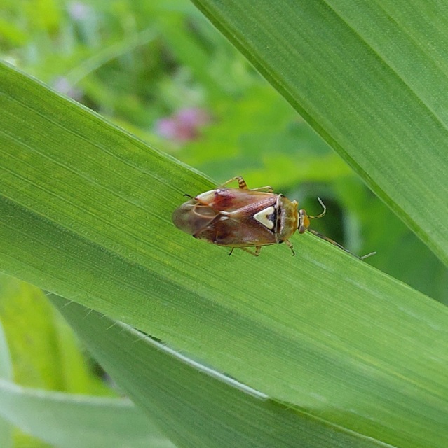 Lygus pratensis - változó mezeipoloska