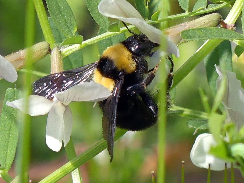 Bombus argillaceus - délvidéki poszméh