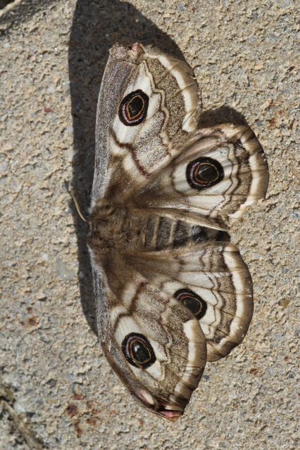 Saturnia pavoniella/pavonia