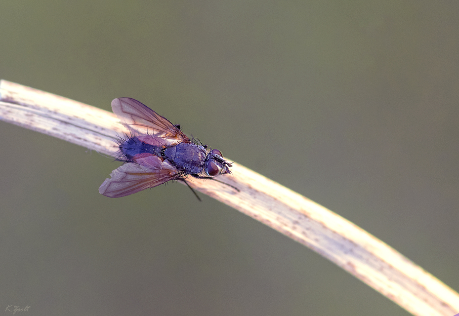 Eriothrix rufomaculatus