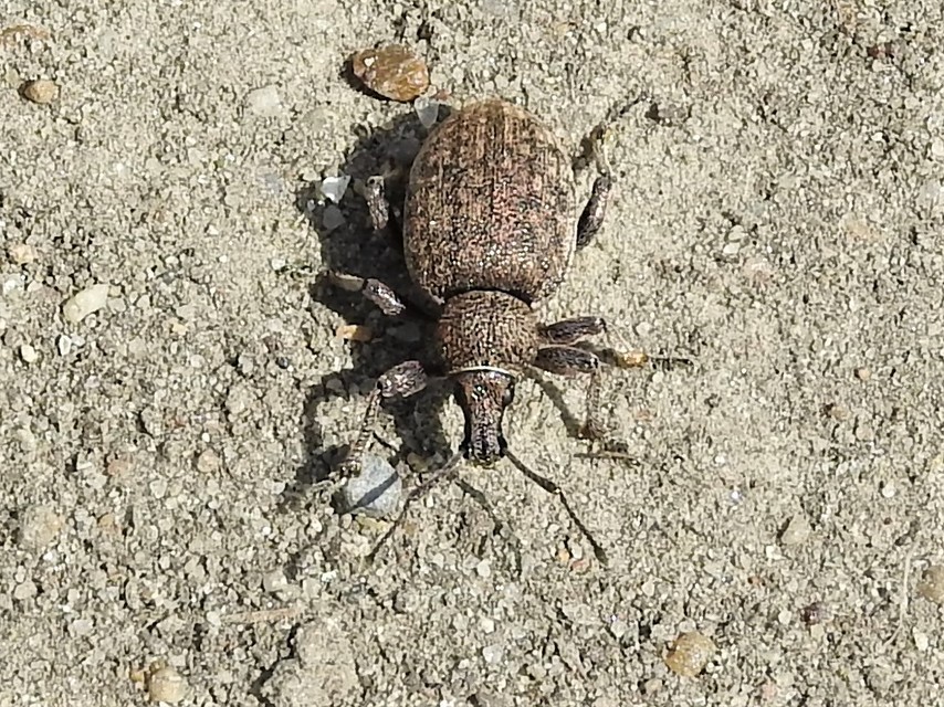 Otiorhynchus ligustici - vincellér-gyalogormányos