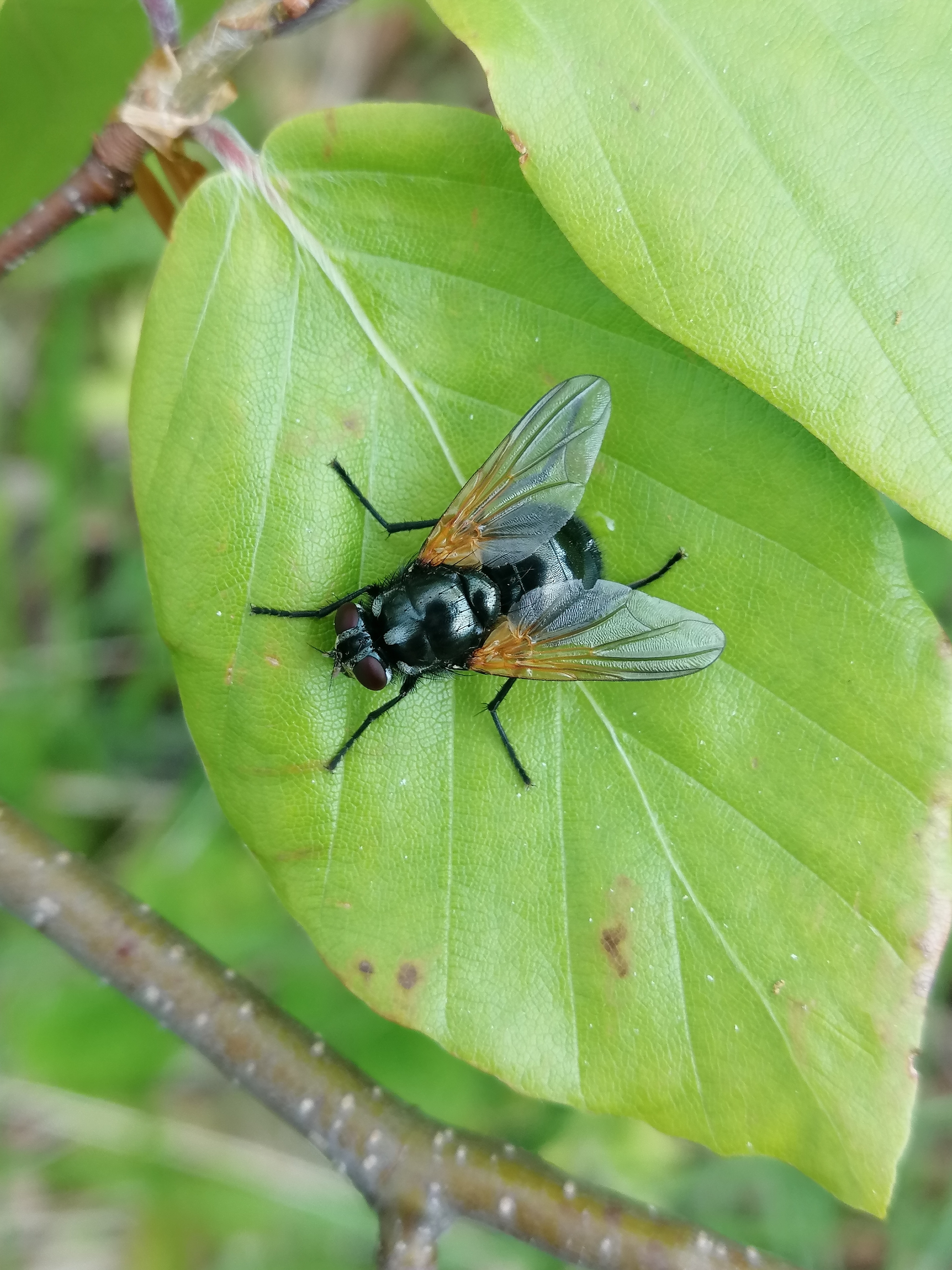 Mesembrina resplendens