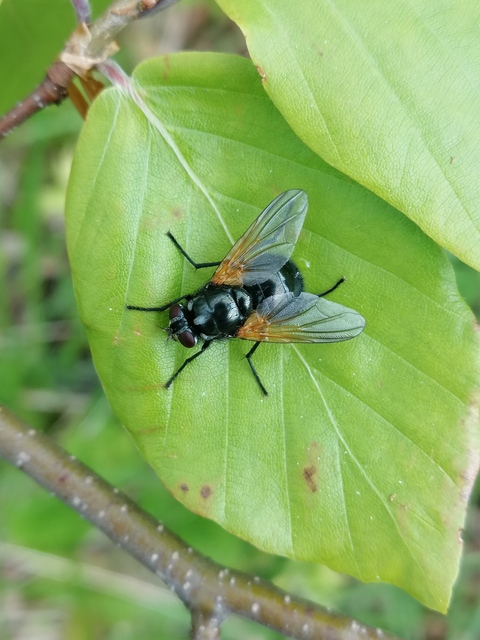 Mesembrina resplendens