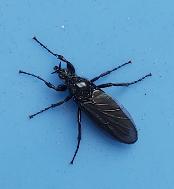 Bibionidae - bársonylegyek