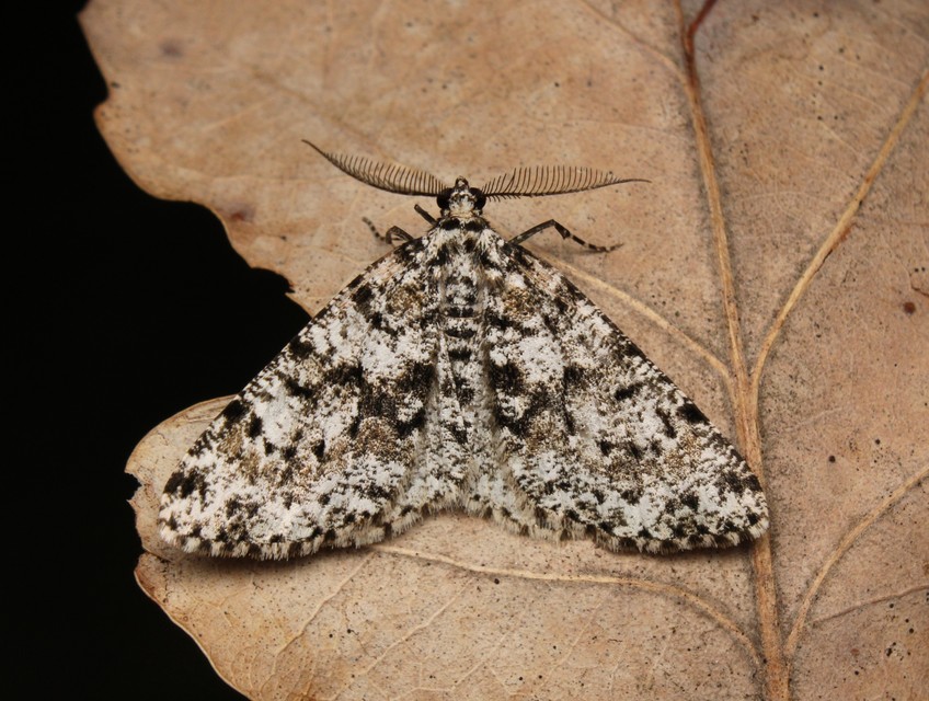 Fagivorina arenaria - bükkfaaraszoló