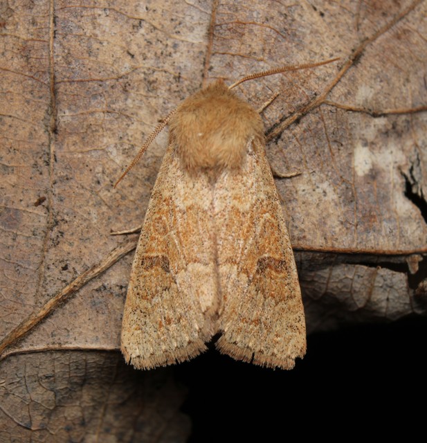 Orthosia miniosa - sárgás barkabagoly