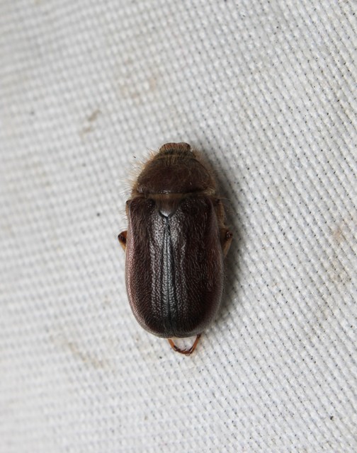 Holochelus vernus - tavaszi cserebogár