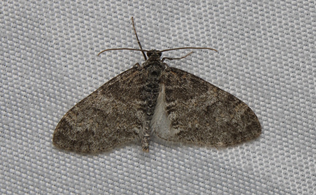 Lobophora halterata - szárnyfüggelékes araszoló
