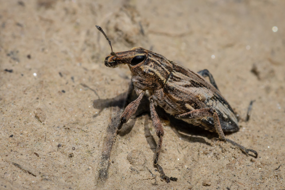 Coniocleonus nigrosuturatus - nyíljegyes barkó