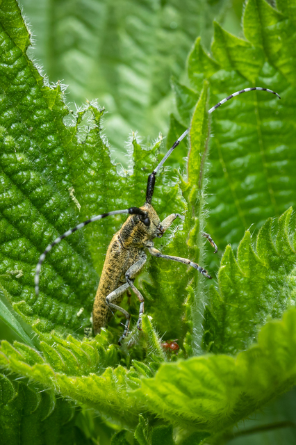 Agapanthia villosoviridescens - fehérgyűrűs bogáncscincér