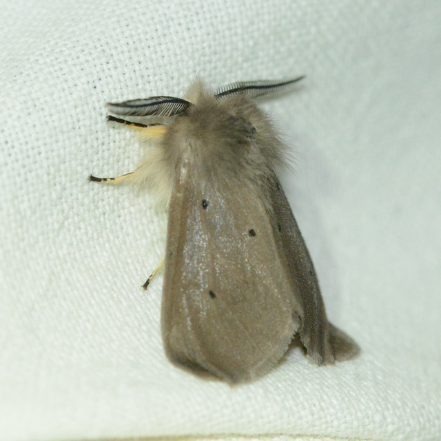Diaphora mendica - felemás medvelepke