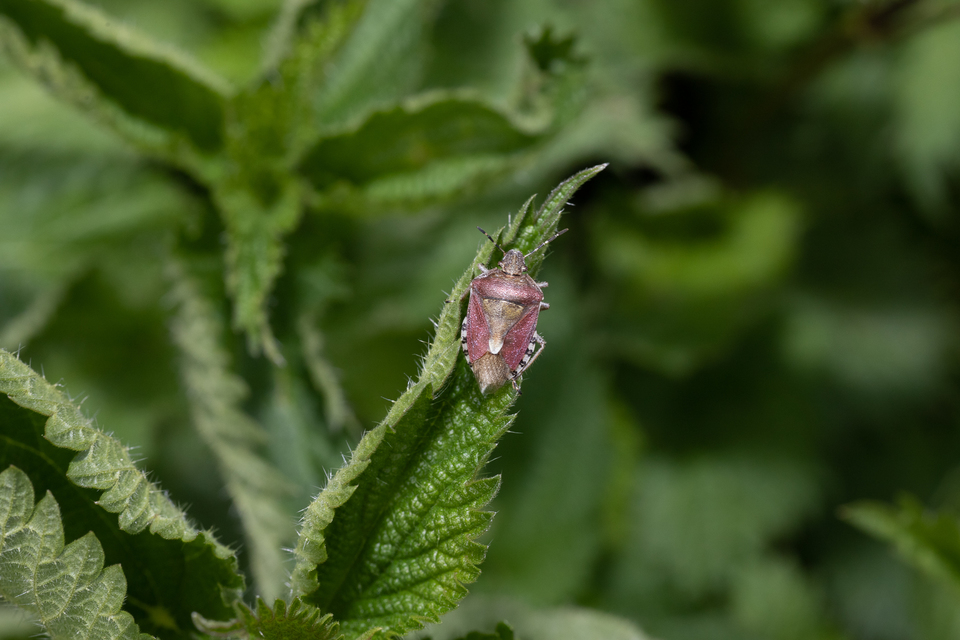 Dolycoris baccarum - közönséges bogyómászó-poloska Dolycoris baccarum - közönséges bogyómászó-poloska