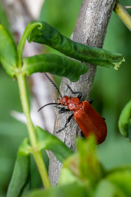 Pyrochroa serraticornis - közép-bíborbogár