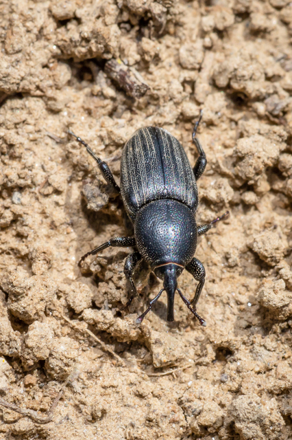 Sphenophorus striatopunctatus - mezei zsuzsok